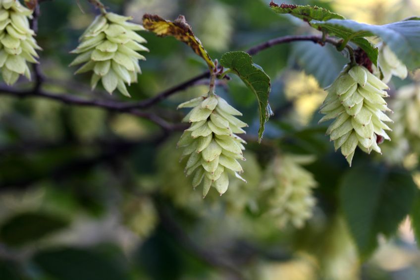 ironwood-firewood-burning-hophornbeam