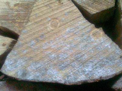 is it safe to burn moldy wood?