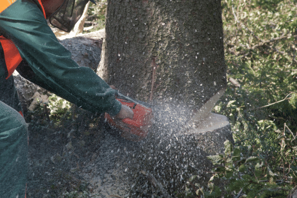 husqvarna-346xp-chainsaw-should-you-buy-one