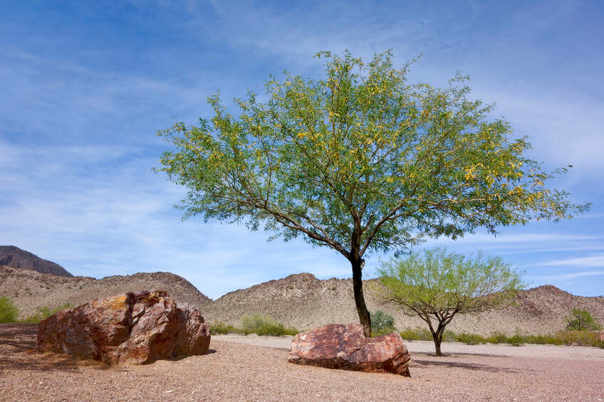 Mesquite for clearance smoking