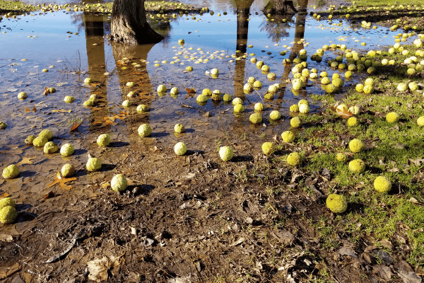 Osage Orange Firewood - Burning Hedge Trees